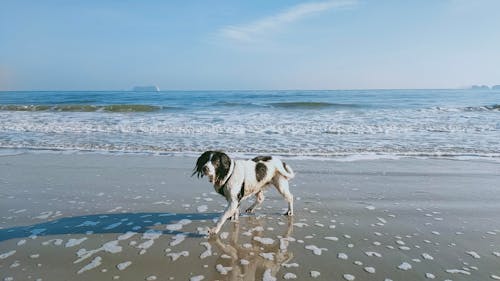 Gratis stockfoto met beest, h2o, hond