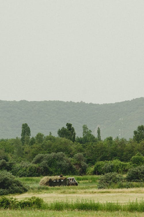 Summer Countryside Landscape with a Small Truck Carrying a Heap of Hay