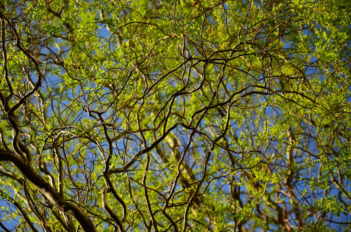 Gratis lagerfoto af blå himmel, Botanisk, grene