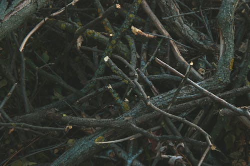 Darmowe zdjęcie z galerii z brązowy, gałęzie, kije