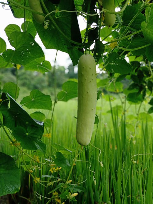 Cucumber on a Branch
