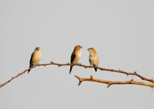 Songbirds on a Branch