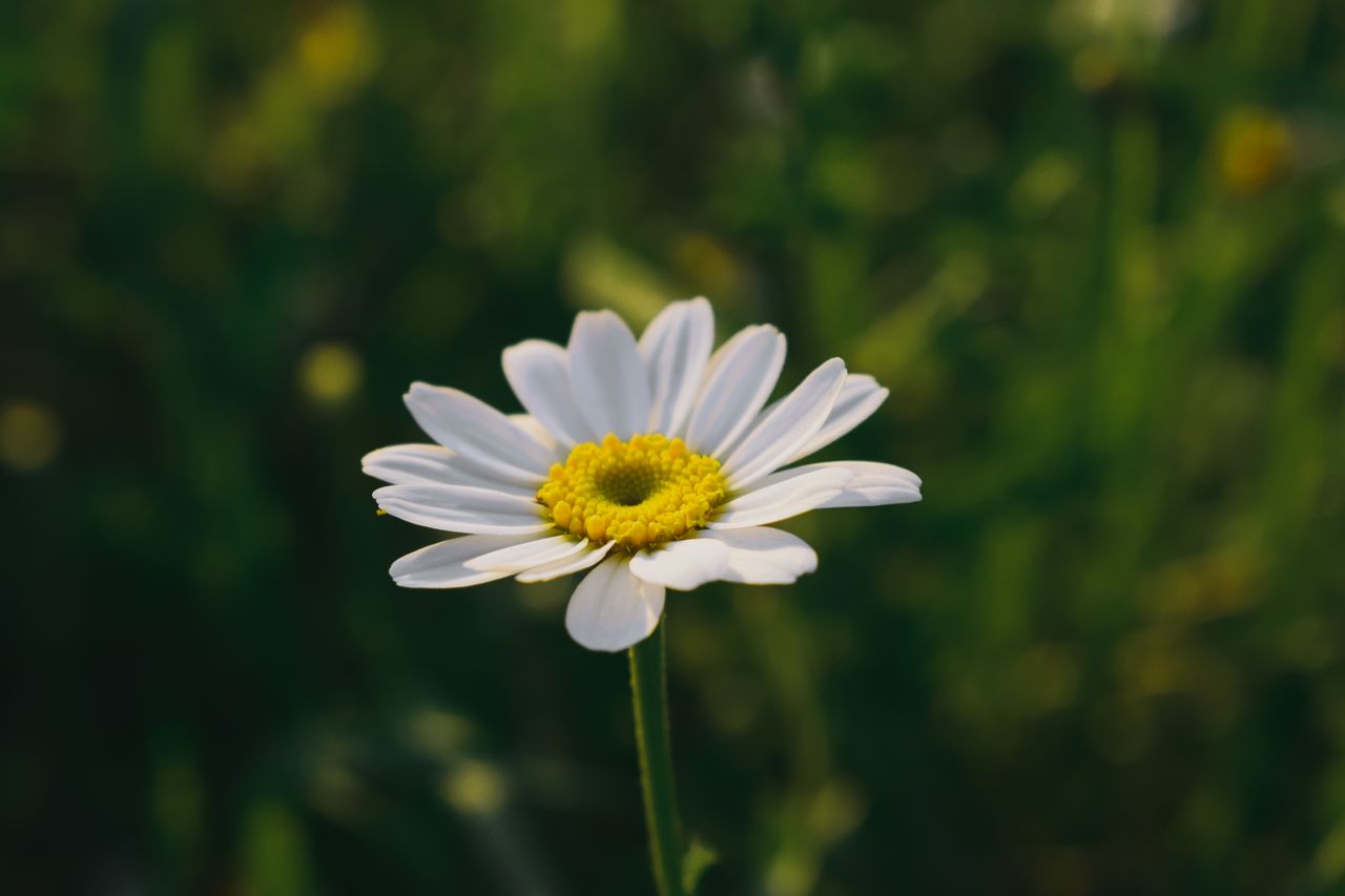 a close up shot of a white daisy in a sunlit field showcasing natural