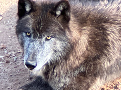 Free stock photo of wolf