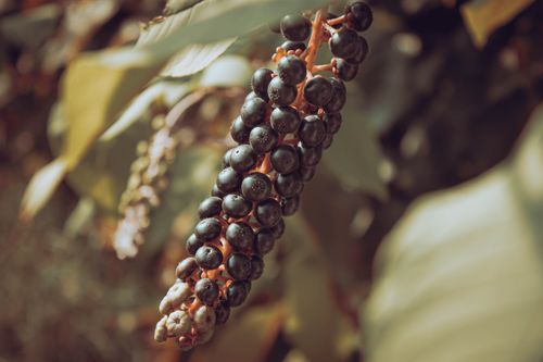 Free Detailed shot of ripe black berries hanging on a vine, showcasing natural freshness and abundance. Stock Photo