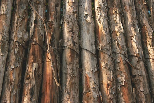 Immagine gratuita di albero, avvicinamento, in legno