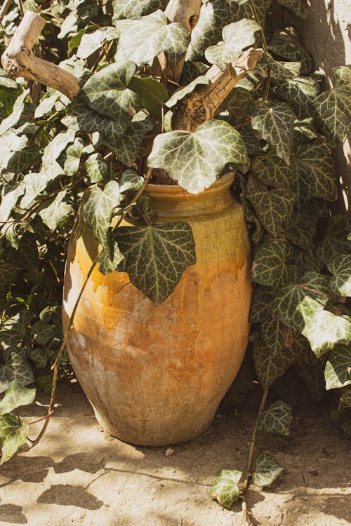 Close-up of an Old Vase Standing among Ivy Leaves 