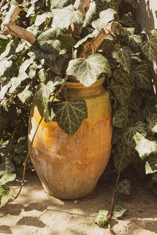 Free Sunlit garden scene of ivy cascading over a rustic clay pot, creating a lush, natural decoration. Stock Photo