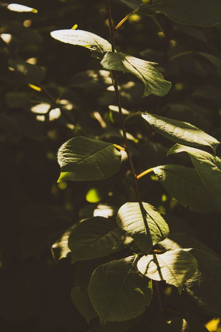 Close-up of sunlit green leaves casting shadows creating a moody, natural atmosphere.