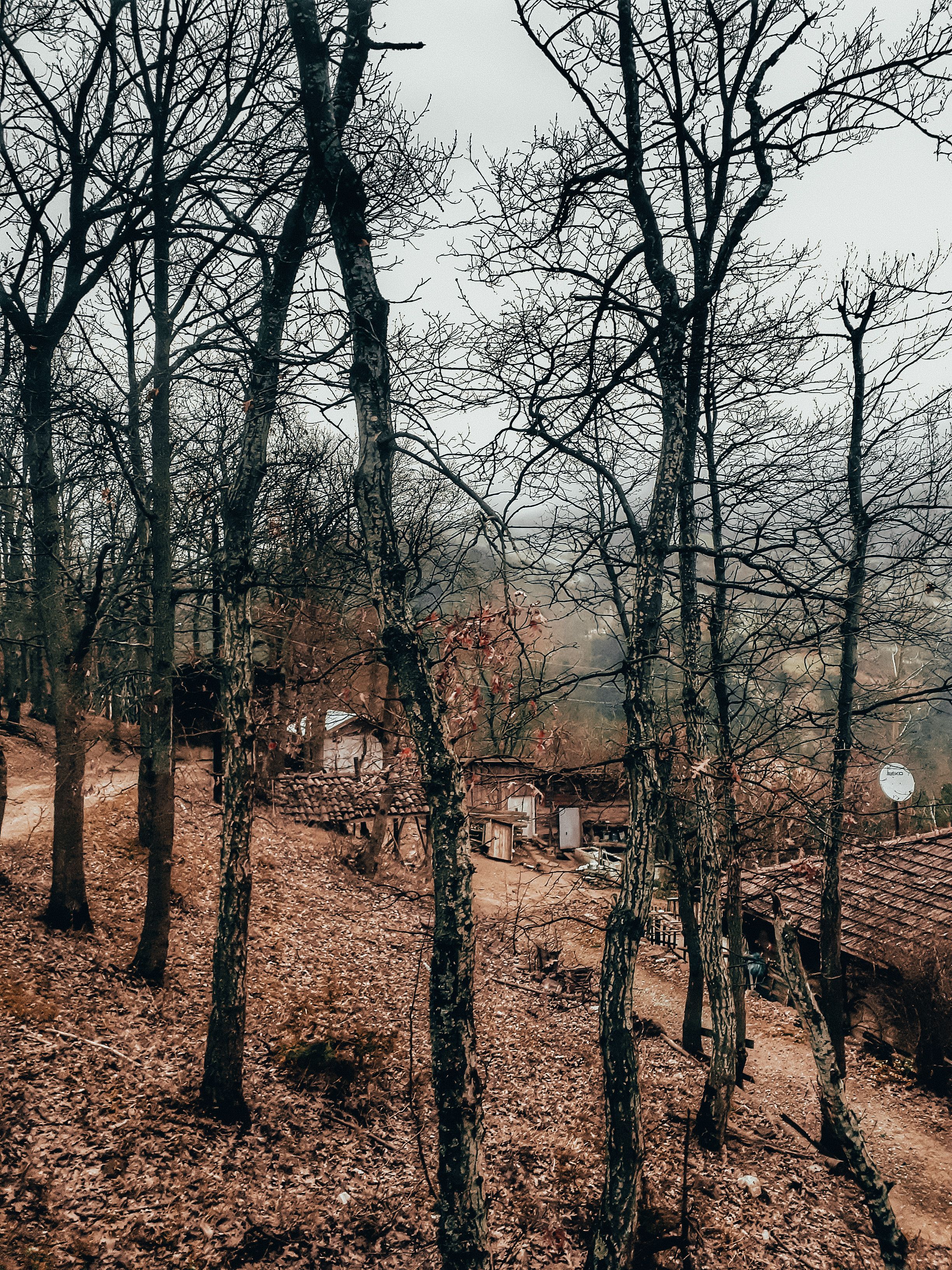 Settlement, Woods Photos, Download The BEST Free Settlement, Woods ...