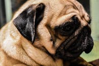 一只帕格狗的特写肖像十分迷人，它有着独特的皱纹脸和富有表情的眼睛