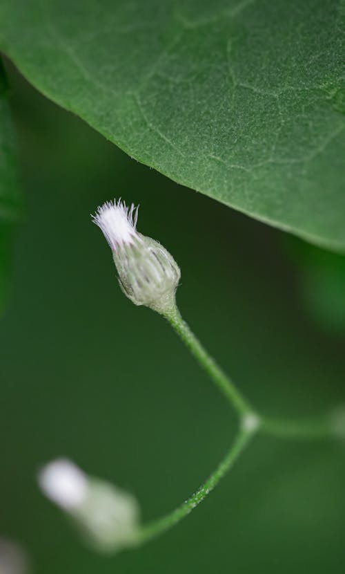 A new life - white bud with green background