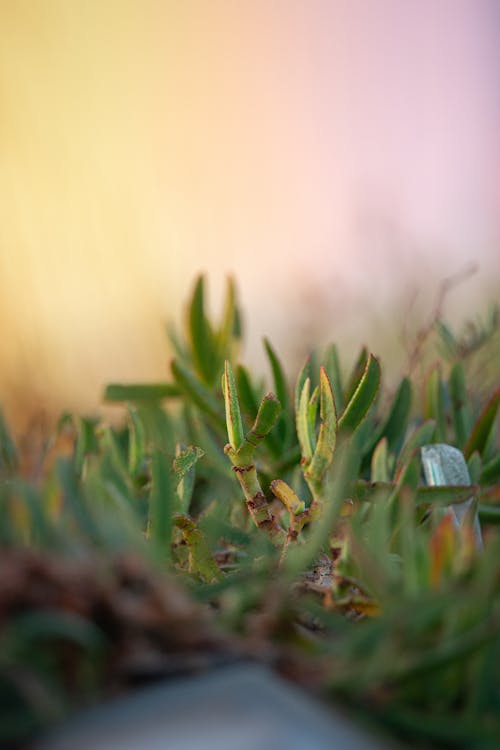 Green grass closeup 