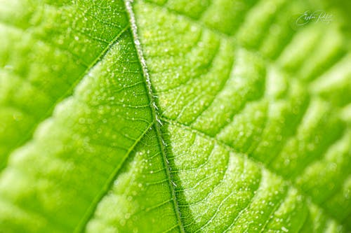 Green Leaf close up