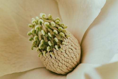 Close-up of a Perianth of Magnolia 
