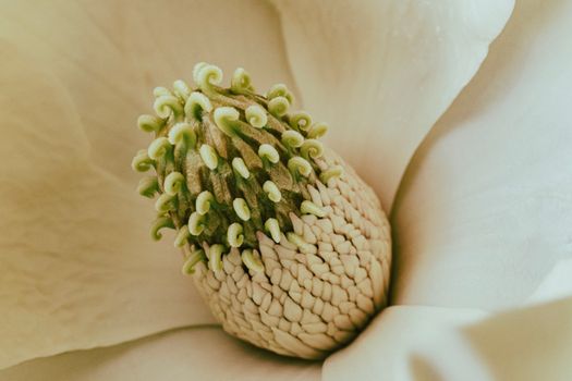 Close-up of a Perianth of Magnolia 