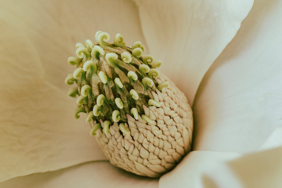 Close-up of a Perianth of Magnolia 