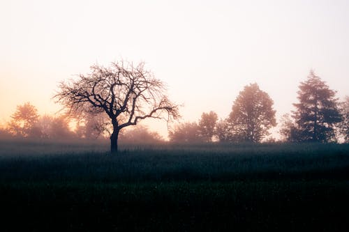 日没, 木, 田舎の無料の写真素材