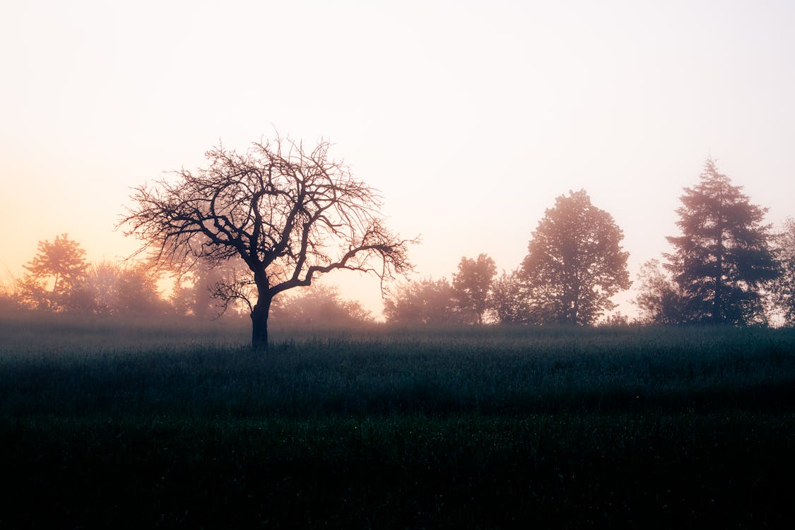 Kostenloses Stock Foto zu außerorts, bäume, foggy
