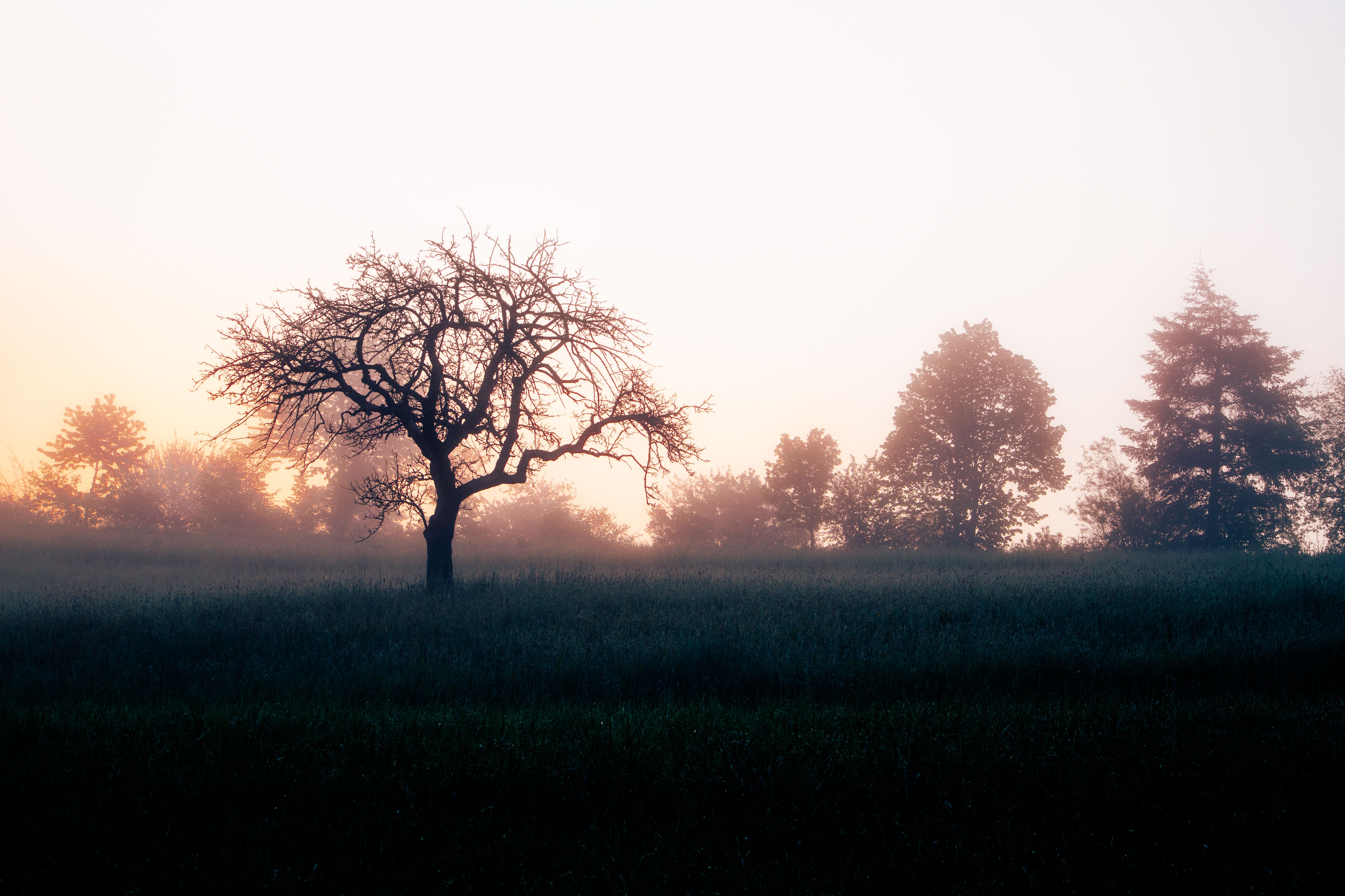 Trees in Countryside at Sunset · Free Stock Photo