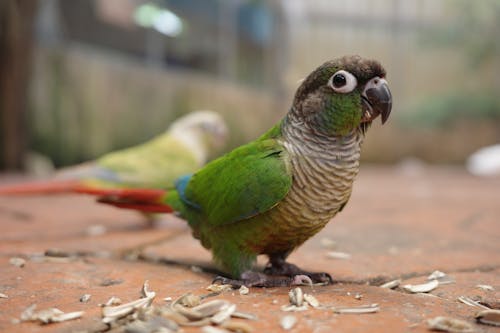 Close-up of a Green-cheeked Parakeet