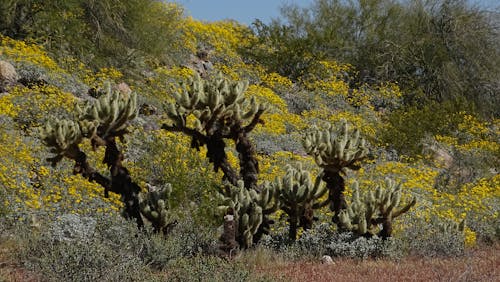 Δωρεάν στοκ φωτογραφιών με cholla, sonoran desert, άνοιξη