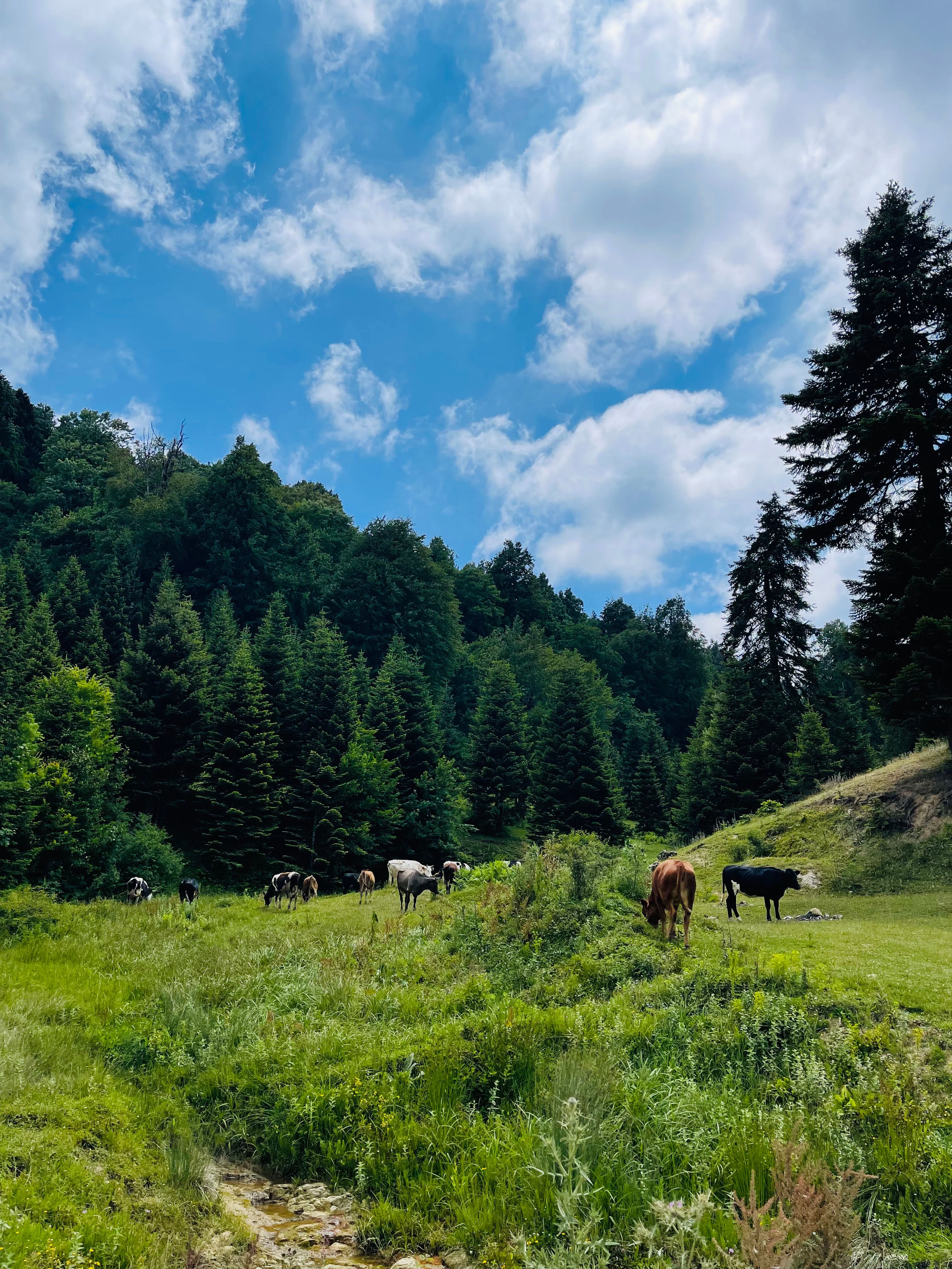 Cows in Countryside · Free Stock Photo