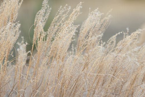 Blades of Golden Grass