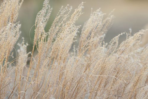 Free Close-up of dry golden grass swaying gently in a sunlit rural field. Stock Photo