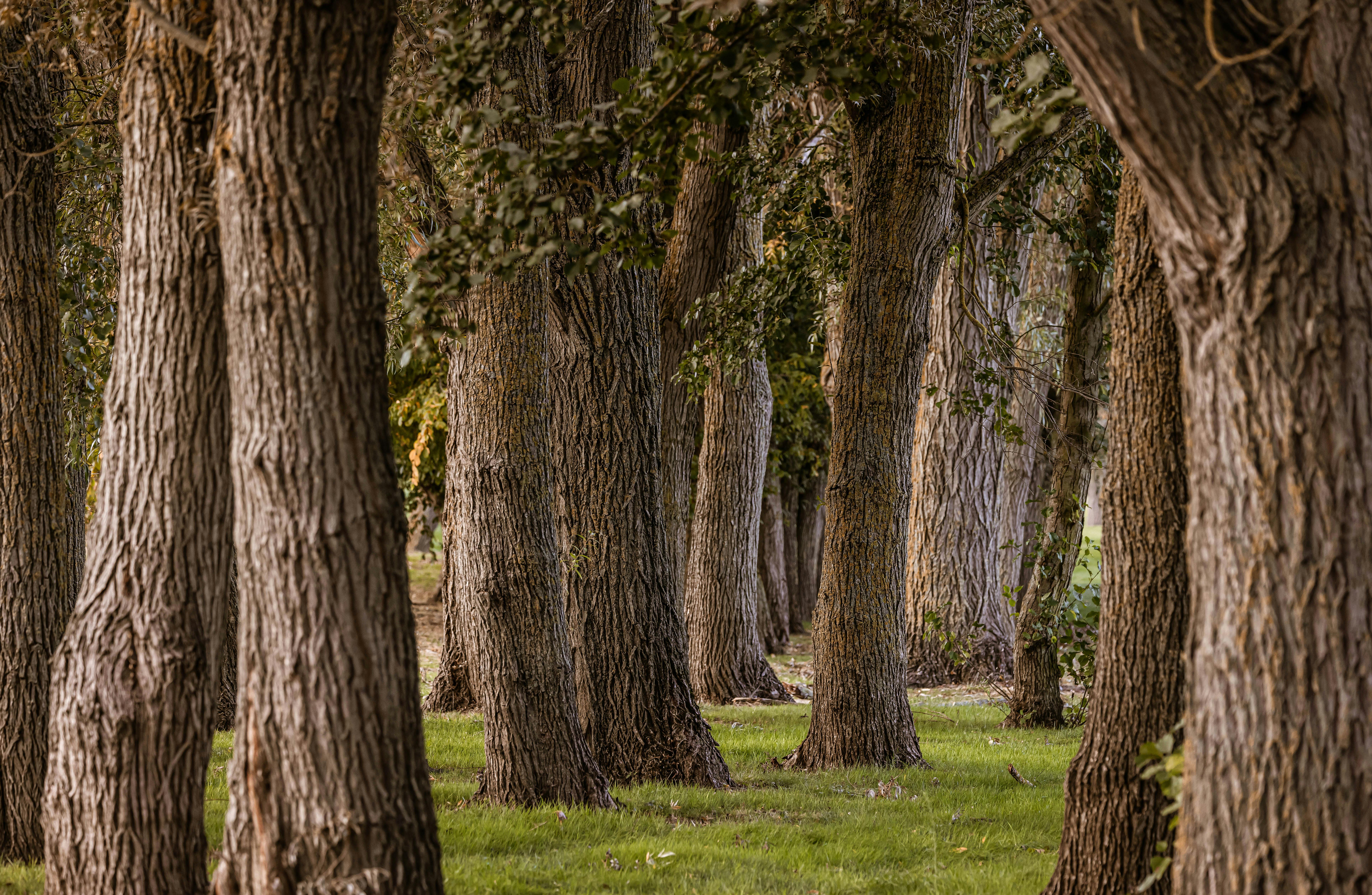 Close-up view of a tranquil forest with rows of tall trees and lush green grass.