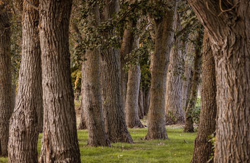 Foto d'estoc gratuïta de arbres, bosc, herba