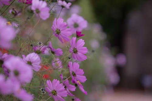 Foto d'estoc gratuïta de flors, fresc, morat