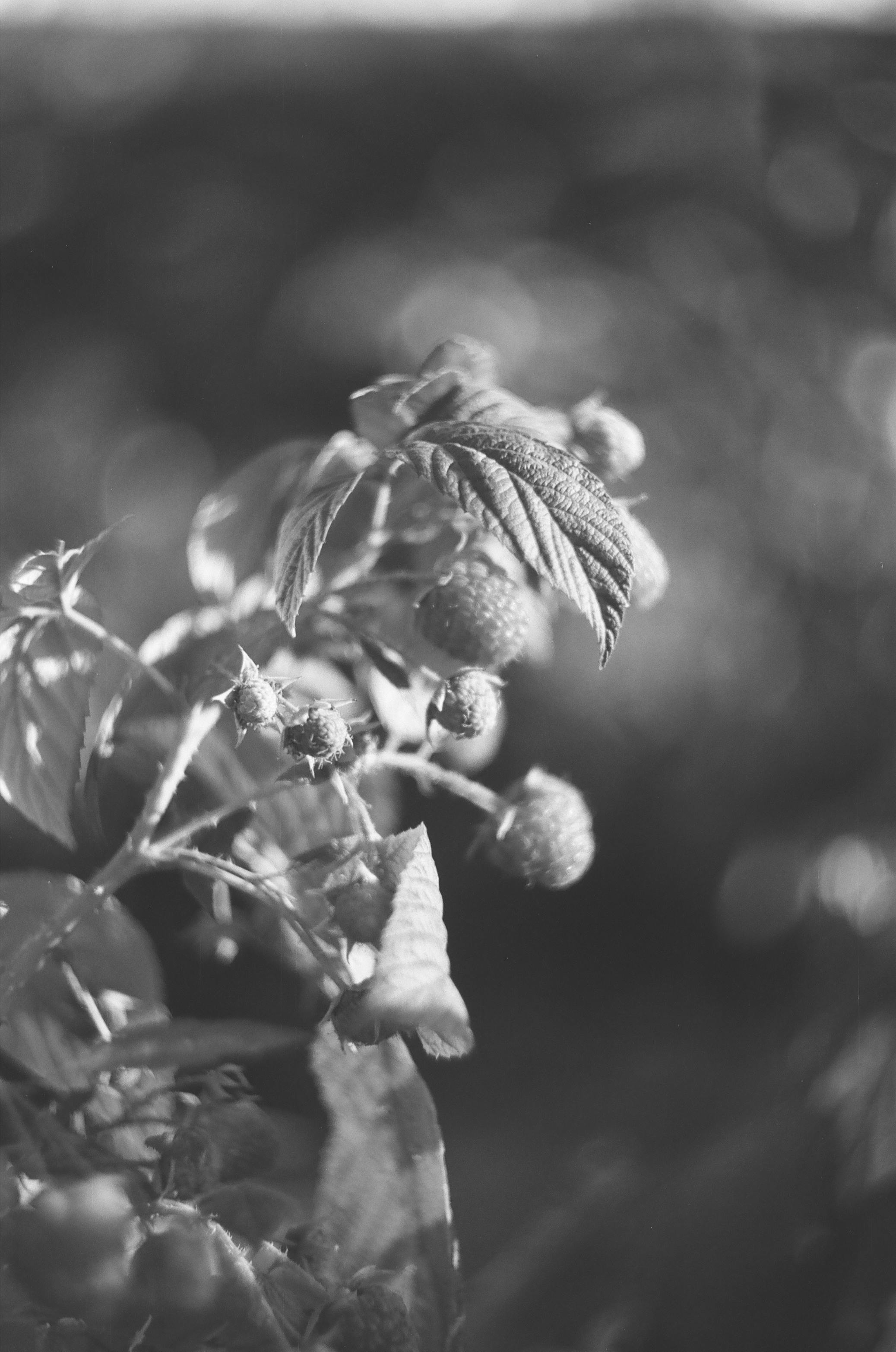 Close up of Plant in Black and White · Free Stock Photo