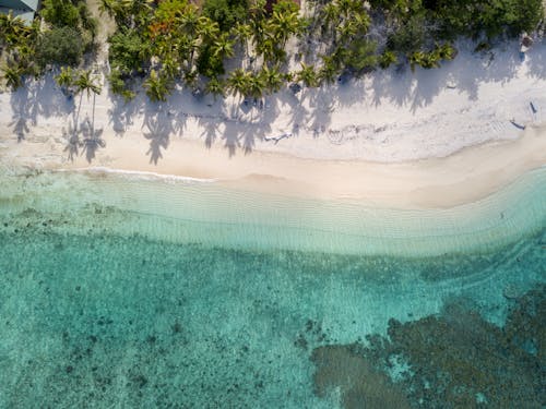 Základová fotografie zdarma na téma dron s kamerou, fotografie z dronu, kokosové palmy