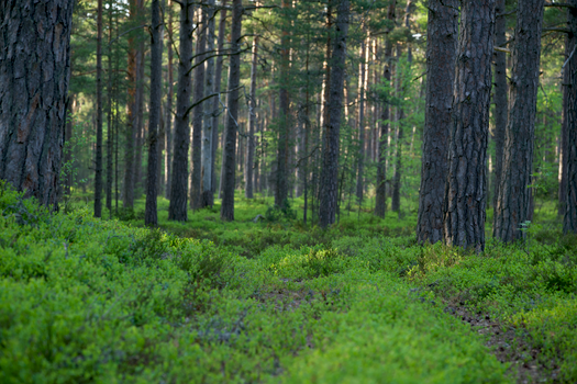 A serene forest landscape with vibrant green foliage and tall trees bathed in summer sunlight.