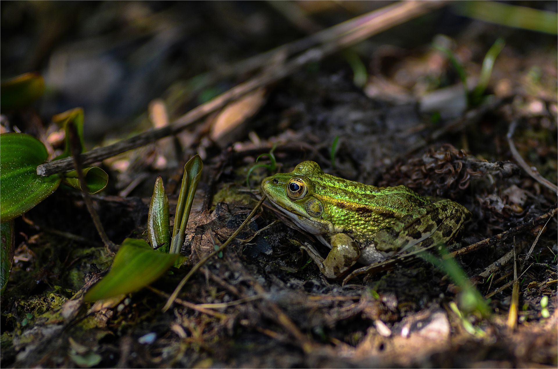 A green frog sits on the forest floor, blending into its natural habitat.