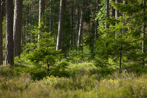 Small Evergreen Trees in Forest