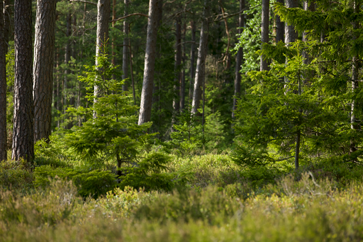 Lush, green evergreen forest with sunlight filtering through pine trees.