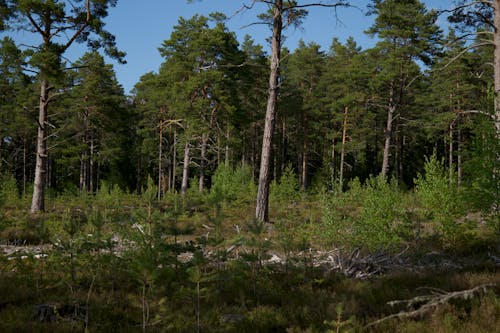 Безкоштовне стокове фото на тему «дерева, зелений, ліс»