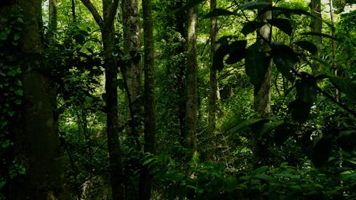 View of a Dense, Green Forest 