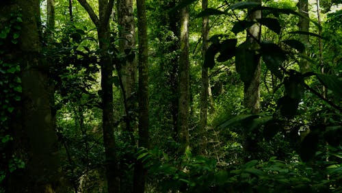 Free View of a Dense, Green Forest  Stock Photo