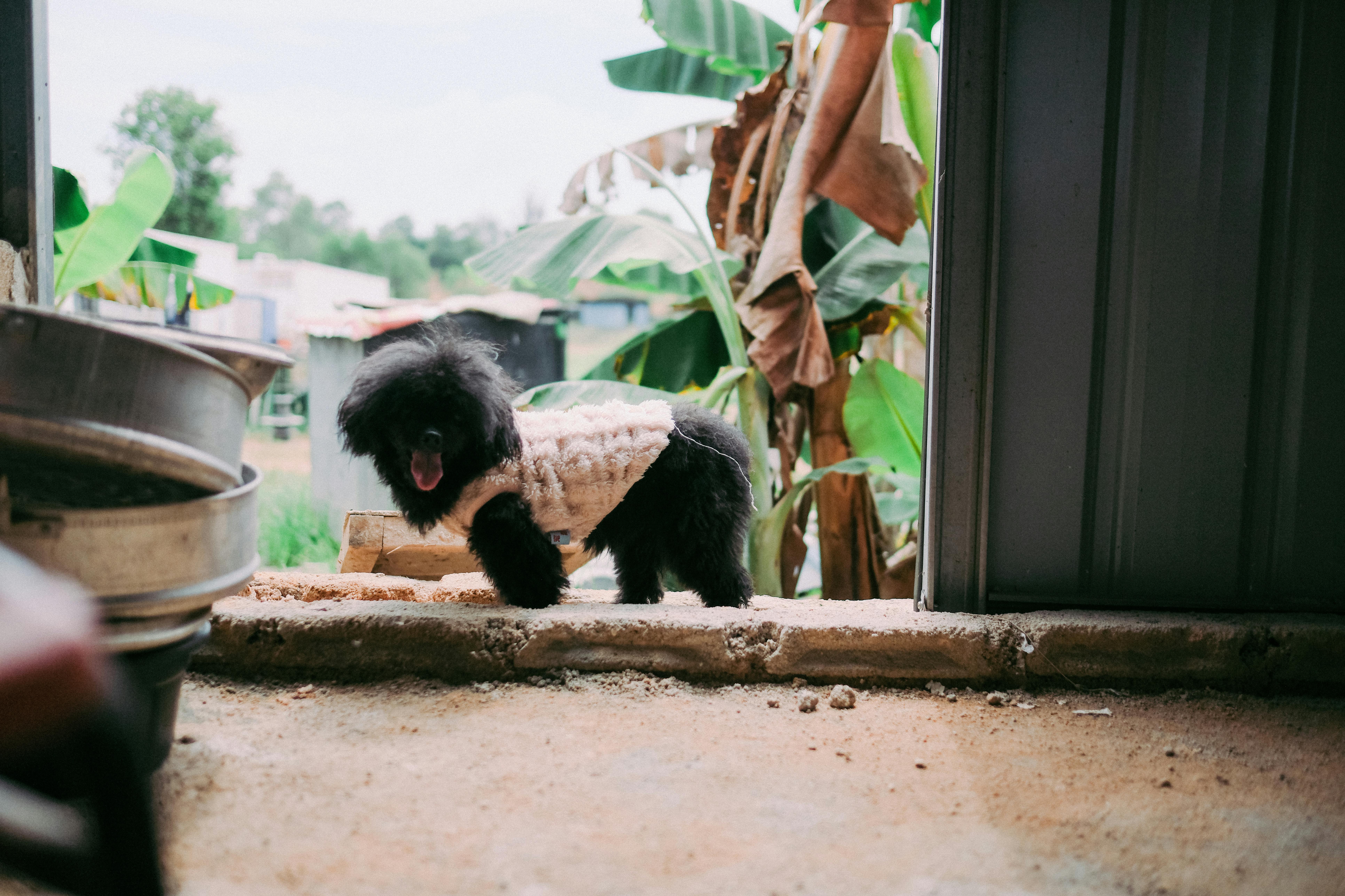 pet lifestyle store — Photo by Ayyeee Ayyeee on Pexels