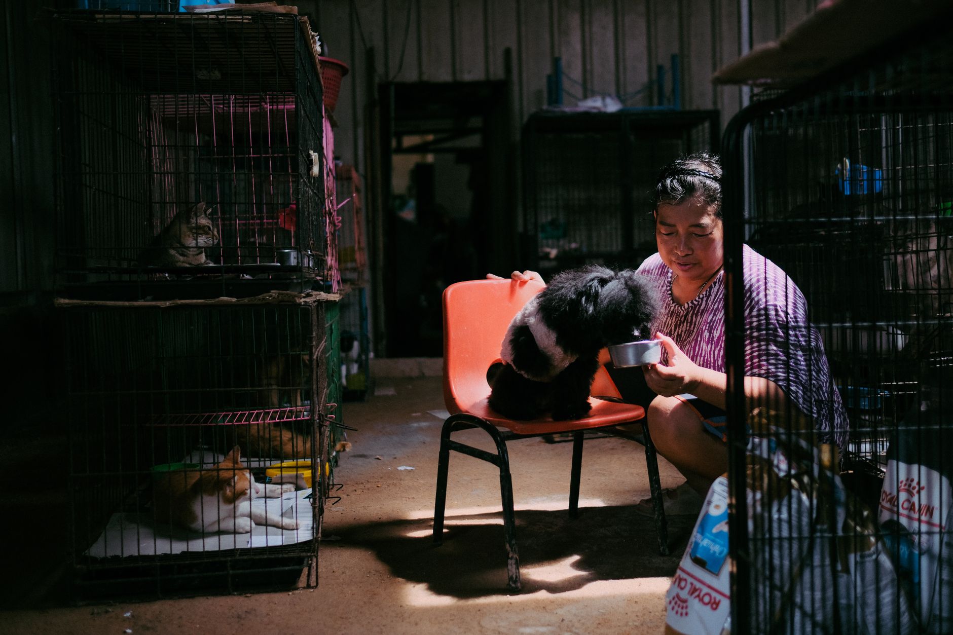 A Thai animal welfare officer documenting a suspected illegal cockfighting location, rural road, focused mood