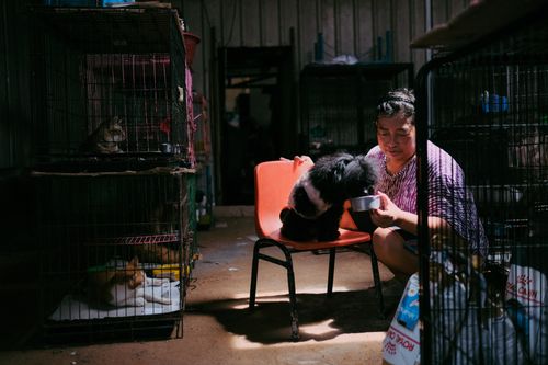 Free A woman feeding a dog in an animal shelter with caged cats nearby. Stock Photo