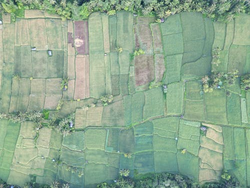 Imagine de stoc gratuită din agricol, arbori, câmpuri