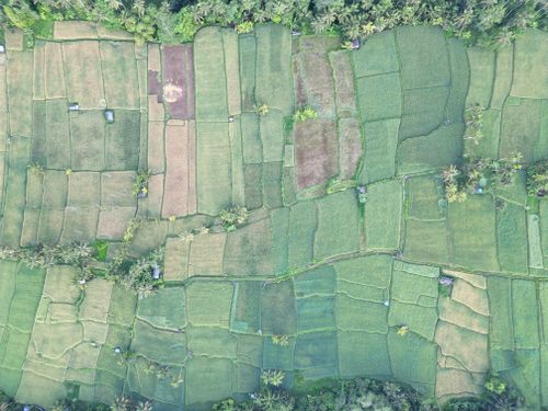 Free Explore the lush green rice fields of Gianyar, Bali from an aerial perspective. Stock Photo