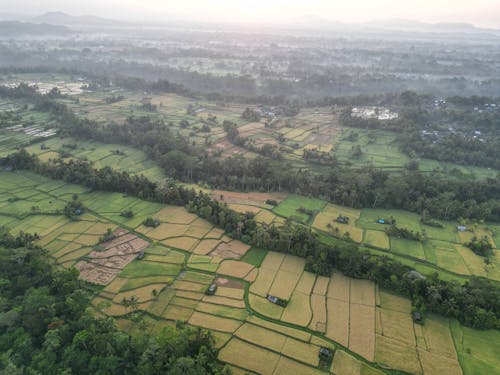 Immagine gratuita di agricoltura, alba, campi