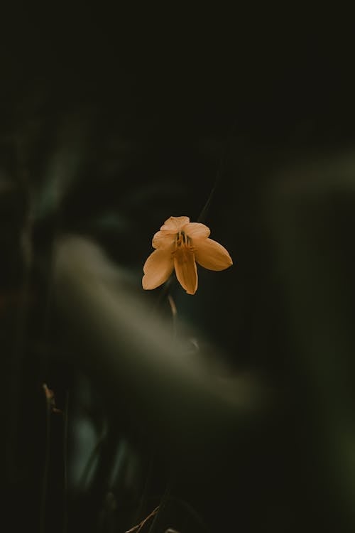 Фотография цветка с желтыми лепестками в селективном фокусе