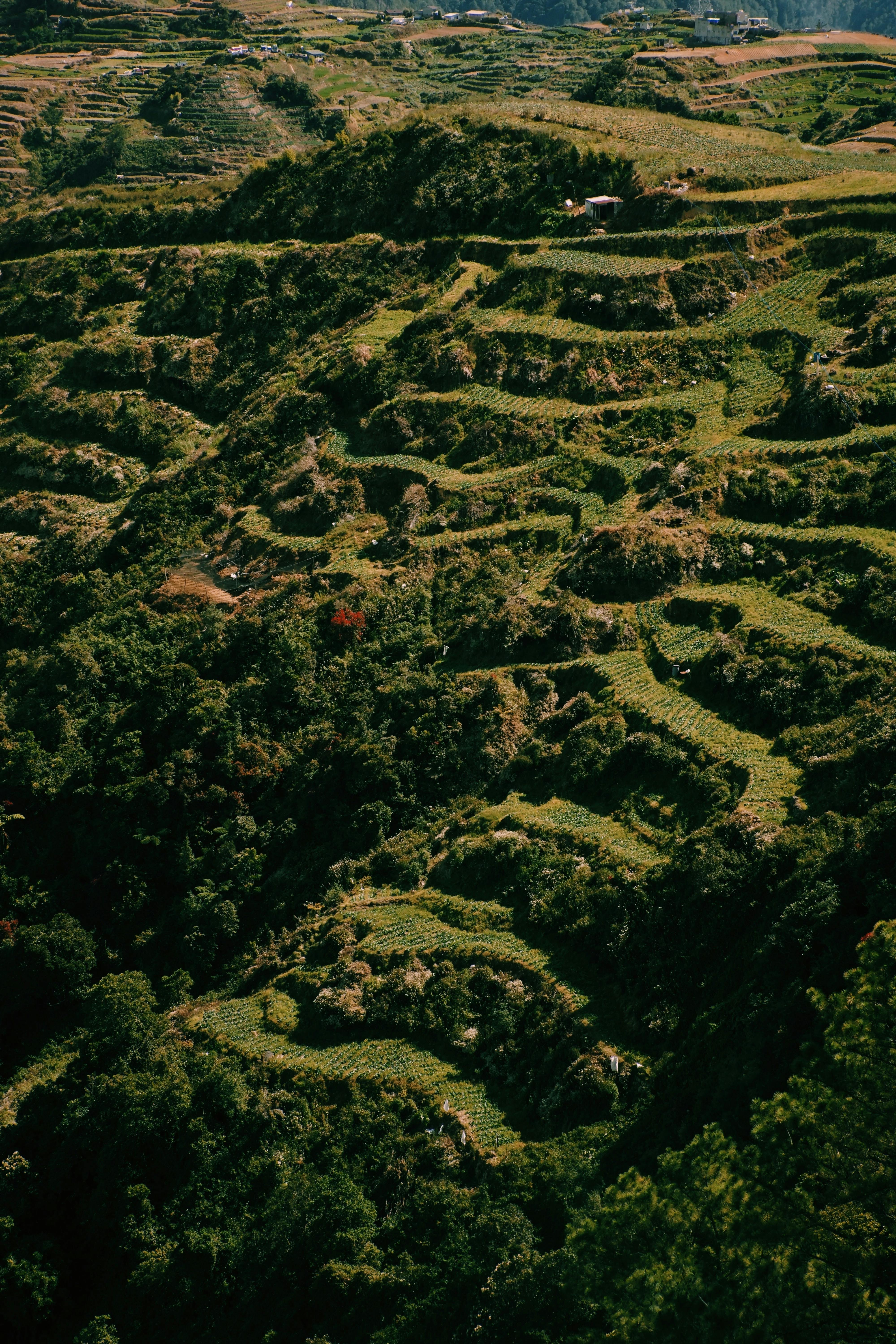 Green terraced fields on a hilly landscape, showcasing rural agriculture in summer.