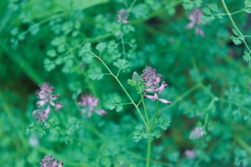 Immagine gratuita di piante verde scuro